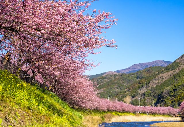 sakura.jpg